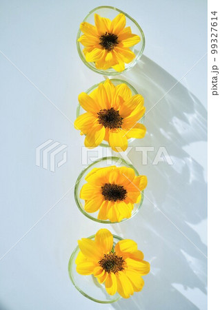 小さなガラスの器にひとつずつ活けられた夏らしい4つの黄色い可愛い向日葵の花 小さなガラスの器にひとつずつ活けられた夏らしい4つの黄色い可愛い向日葵の花 99327614