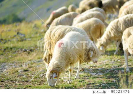 Sheeps with tags on ears and red marks on backs are grazing on pasture in mountain valley. Wool and food production. Growing livestock is a traditional direction of agriculture. Animal husbandry Sheeps with tags on ears and red marks on backs are grazing on pasture in mountain valley. Wool and food production. Growing livestock is a traditional direction of agriculture. Animal husbandry 99328471