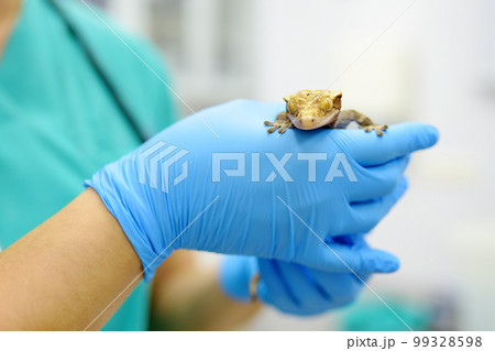 Veterinarian examines a gecko in a veterinary clinic. Exotic animals. Squamata reptile, lizards. Health of pet. 99328598