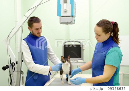 Two veterinarian doctor are going to do an x-ray of the breed Cornish Rex cat during the examination in veterinary clinic. Pet health. Care animal. 99328635