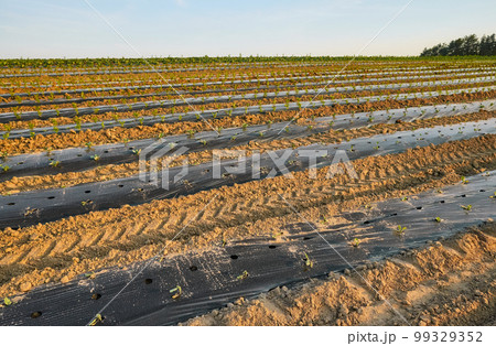 Organic vegetable farm field with patches covered with plastic mulch at sunset. 99329352
