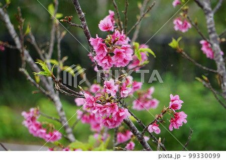 桜、サクラ、さくら、開花、ヒカンサクラ、カンヒサクラ、緋寒桜、寒緋桜、緋色、花、ピンク、植物、春、桃 桜、サクラ、さくら、開花、ヒカンサクラ、カンヒサクラ、緋寒桜、寒緋桜、緋色、花、ピンク、植物、春、桃 99330099