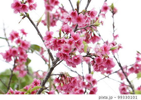 ヒカンサクラ、咲き乱れる ヒカンサクラ、咲き乱れる 99330101