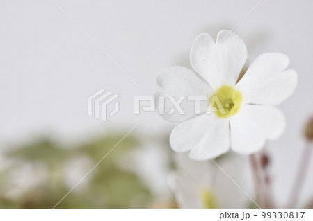 プリムラシネンシス 99330817