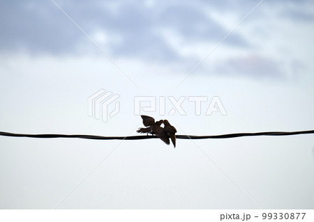 Two pigeons doves kissing or fighting high on wire on blue sky background 99330877