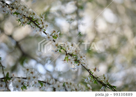 Twigs of cherry tree with white blossoming flowers in early spring 99330889