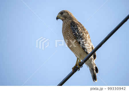 The red-shouldered hawk bird perching on electric cable looking for prey to hunt 99330942