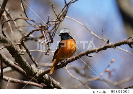 可愛い小鳥の冬鳥ジョウビタキのオスが青空をバックに桜の木の枝に止まる 99331006