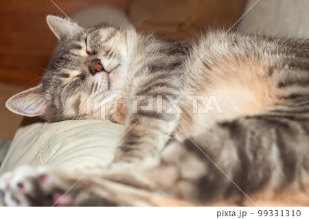 Domestic gray sleeping cat 99331310