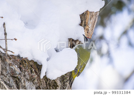 北海道の冬、ヤマゲラ。 北海道の冬、ヤマゲラ。 99331384