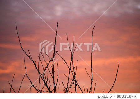 Dark foliage of small trees and bush against bright colorful sunset sky with vivid clouds illuminated with setting sun light 99331947