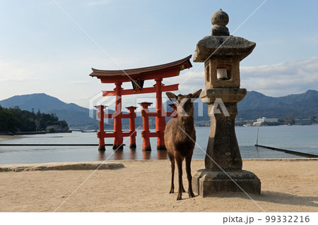 厳島神社の大鳥居と鹿と石灯籠 99332216