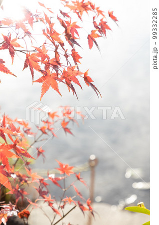 金鱗湖の朝霧の中の紅葉 金鱗湖の朝霧の中の紅葉 99332285
