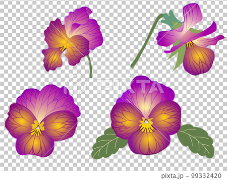 pansies in bright colors 99332420