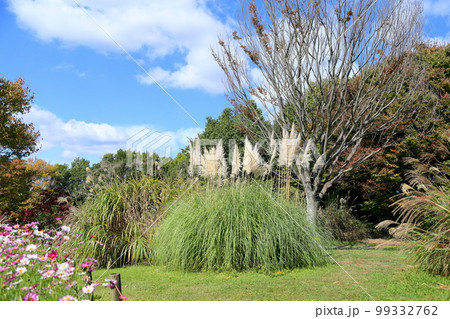 パンパスグラス花穂 パンパスグラス花穂 99332762