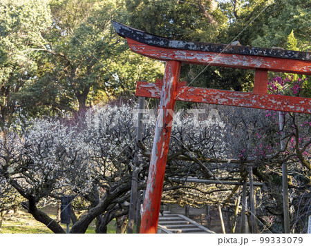 神社の梅の花と鳥居の風景 99333079