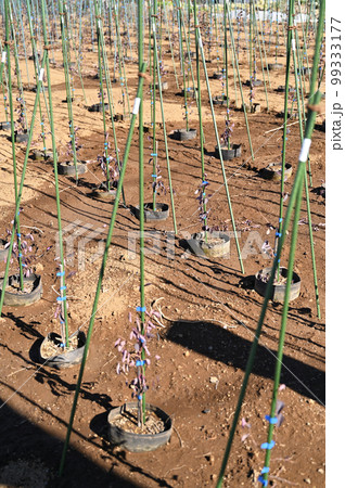 植木生産地　さいたま市見沼区 99333177