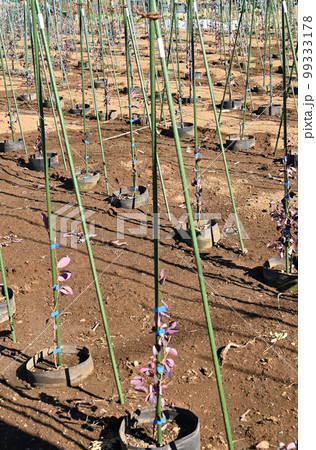 植木生産地　さいたま市見沼区 99333178