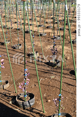 植木生産地　さいたま市見沼区 99333179