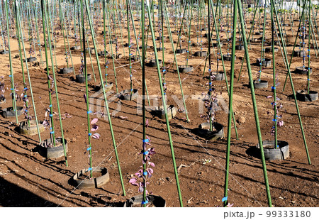 植木生産地　さいたま市見沼区 99333180