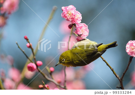 紅梅とメジロ 紅梅とメジロ 99333284
