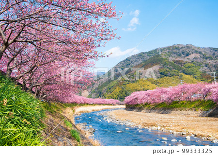 河津桜(河津町) 河津桜(河津町) 99333325
