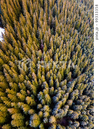 Aerial view of dense green pine forest with canopies of spruce trees in autumn mountains. Aerial view of dense green pine forest with canopies of spruce trees in autumn mountains. 99333358