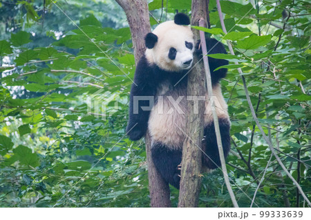 ジャイアントパンダ(中国-成都大熊猫繁育研究基地) ジャイアントパンダ(中国-成都大熊猫繁育研究基地) 99333639