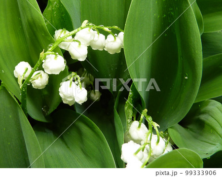可憐で爽やか!スズランの花に水滴の写真 可憐で爽やか!スズランの花に水滴の写真 99333906