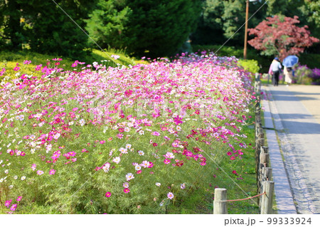 コスモスの花 99333924