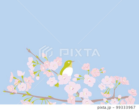 桜とメジロのイラスト(コピースペース 上) 桜とメジロのイラスト(コピースペース 上) 99333967