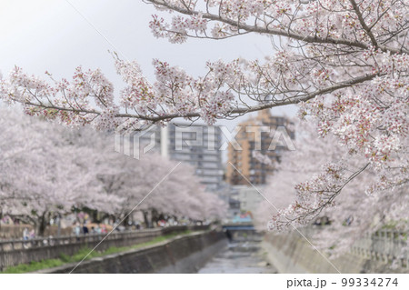 春爛漫桜満開 99334274