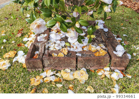 Large flowers lying on the ground near brown bricks 99334661