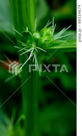 マクロ撮影したほうれん草の花(雌花) 99334674