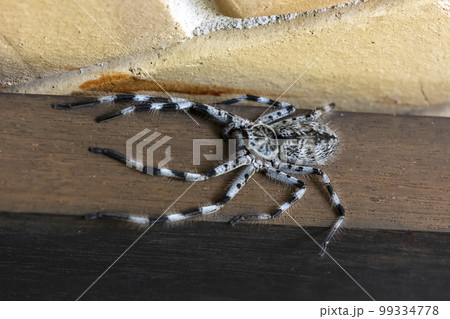 Photograph of a Huntsman Spider resting on a wooden floor 99334778