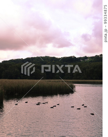 伊豆の瞳　一碧湖 99334875