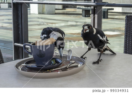 Photograph of Magpies on a cafe table 99334931
