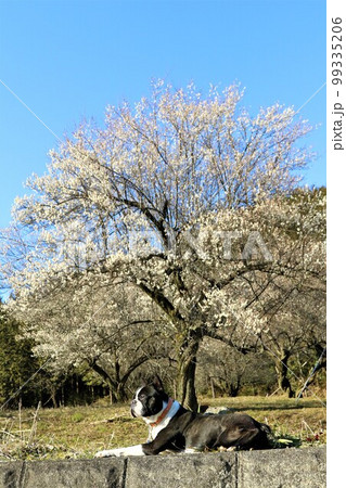 ゆずの里毛呂山町で里山散歩を楽しみながら梅の花の前で景色を眺めるボストンテリアのマイティ 99335206