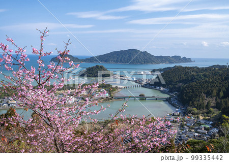 日南市南郷城跡の河津桜 日南市南郷城跡の河津桜 99335442