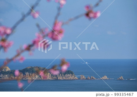 日南市南郷城跡の河津桜 日南市南郷城跡の河津桜 99335467