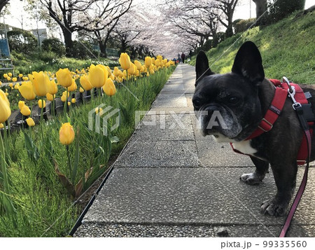 フレンチブルドッグと春の散歩 99335560