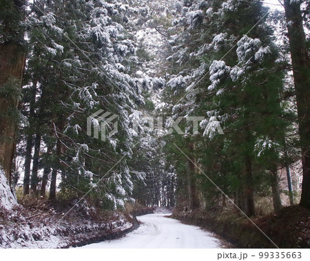 日光市 日光街道杉並木の雪景色 日光市 日光街道杉並木の雪景色 99335663
