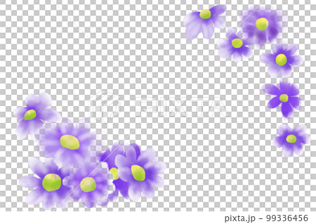 瓜葉菊 (cineraria) 卡 99336456