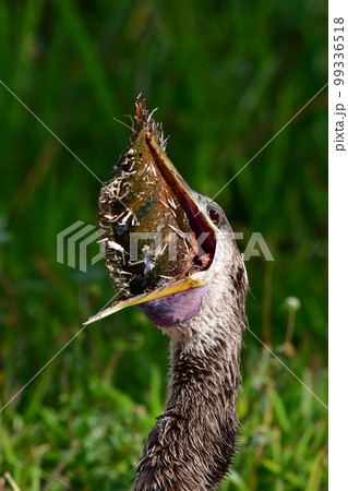 Anhinga - Anhinga anhinga - swallowing large fish in Everglades. Anhinga - Anhinga anhinga - swallowing large fish in Everglades. 99336518