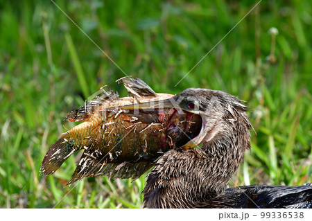 Anhinga - Anhinga anhinga - swallowing large fish in Everglades. 99336538