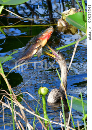 Anhinga - Anhinga anhinga - with large fish impaled on its beak in Everglades. 99336541