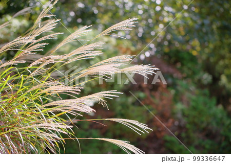 ススキ花穂 ススキ花穂 99336647