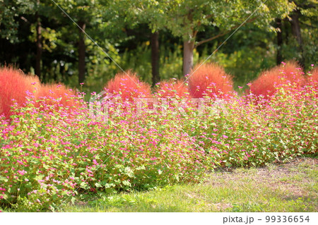 赤そばの花 高嶺ルビー 赤そばの花 高嶺ルビー 99336654