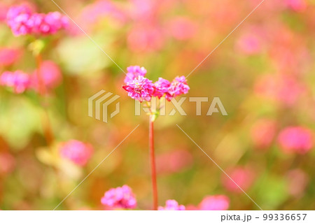 赤そばの花 高嶺ルビー 赤そばの花 高嶺ルビー 99336657
