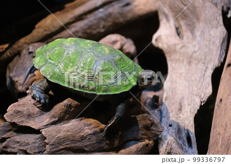 ニホンイシガメ 99336797